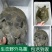乌鳖野外放养大甲鱼王八中华鳖生态团鱼脚鱼水鱼活体精品挑选