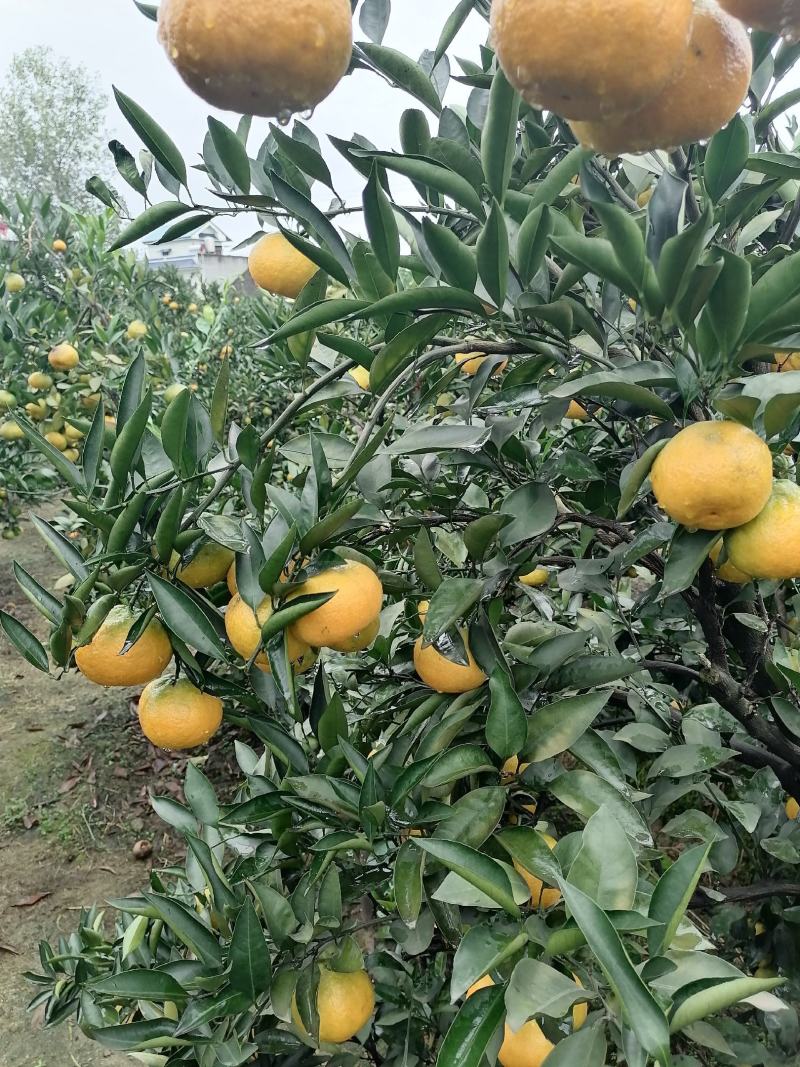 眉山大分蜜橘大量上市颜色味道巴适欢迎广大客商前来选