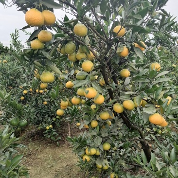 眉山大分蜜橘大量上市颜色味道巴适欢迎广大客商前来选