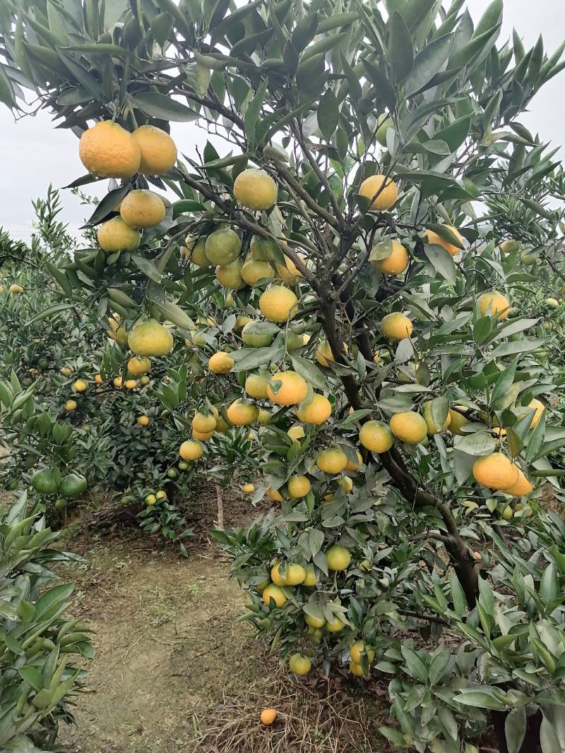 眉山大分蜜橘大量上市颜色味道巴适欢迎广大客商前来选