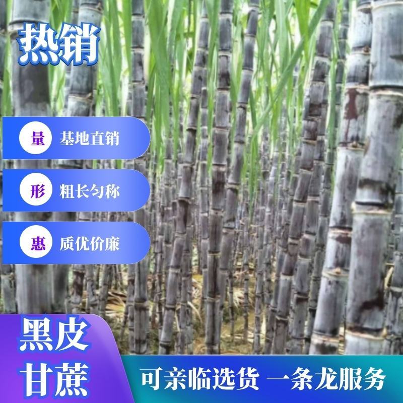 【精品】广西，甘蔗，黑皮甘蔗脆甜可口，品质优良，基地直供