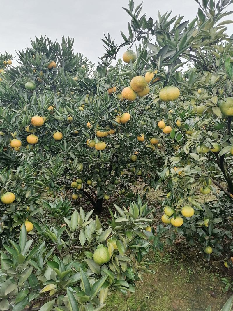 眉山大分蜜橘大量上市颜色味道巴适欢迎广大客商前来选
