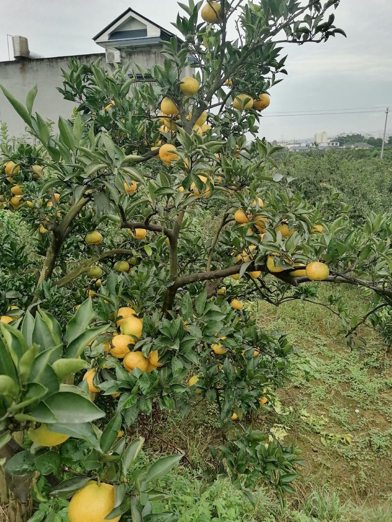 眉山大分蜜橘大量上市颜色味道巴适欢迎广大客商前来选