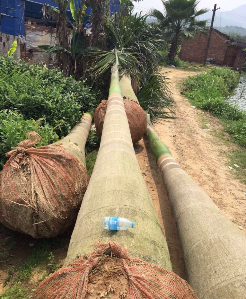 福建大王椰子树产地批发价格8米高椰子树种植基地苗农直销