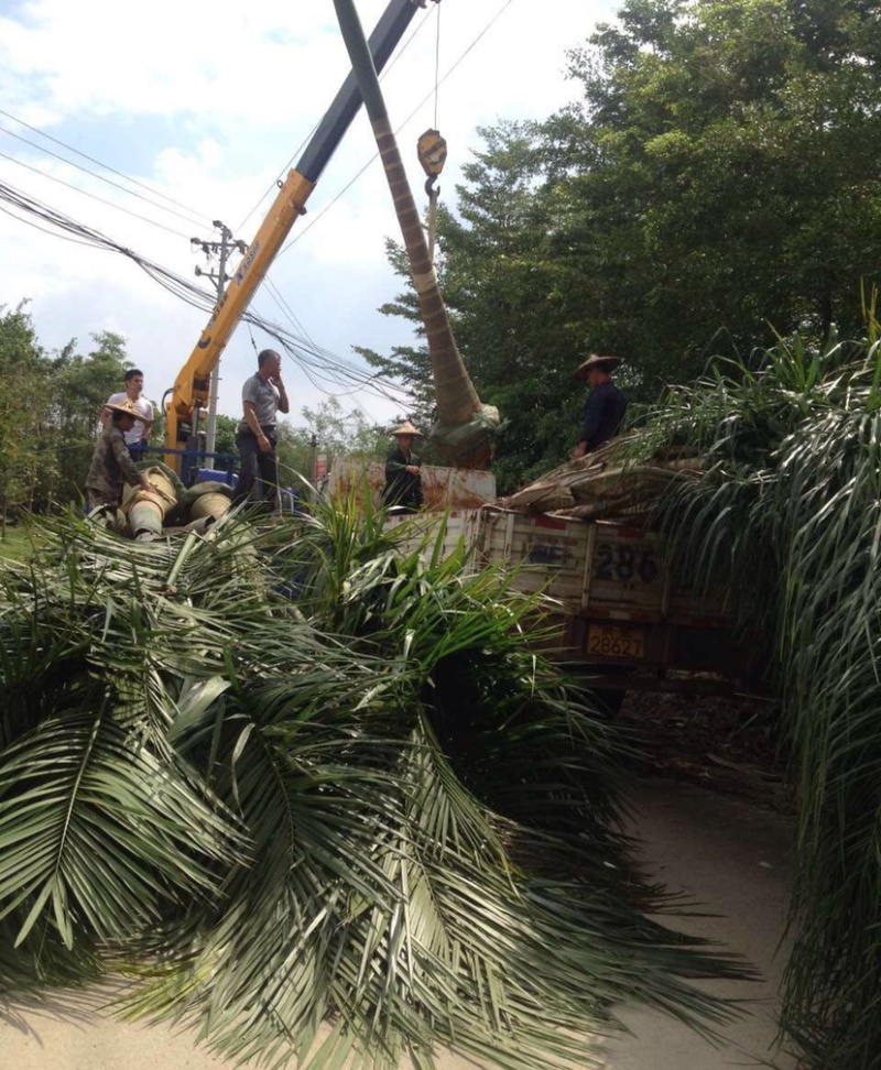 福建大王椰子树产地批发价格8米高椰子树种植基地苗农直销