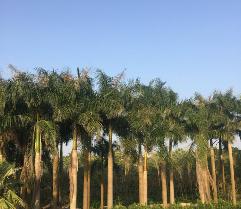 福建大王椰子树产地批发价格8米高椰子树种植基地苗农直销