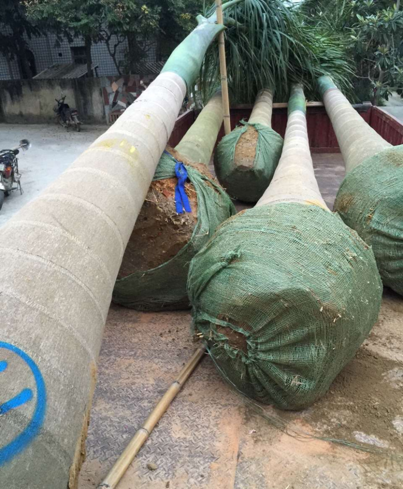 福建大王椰子树产地批发价格8米高椰子树种植基地苗农直销