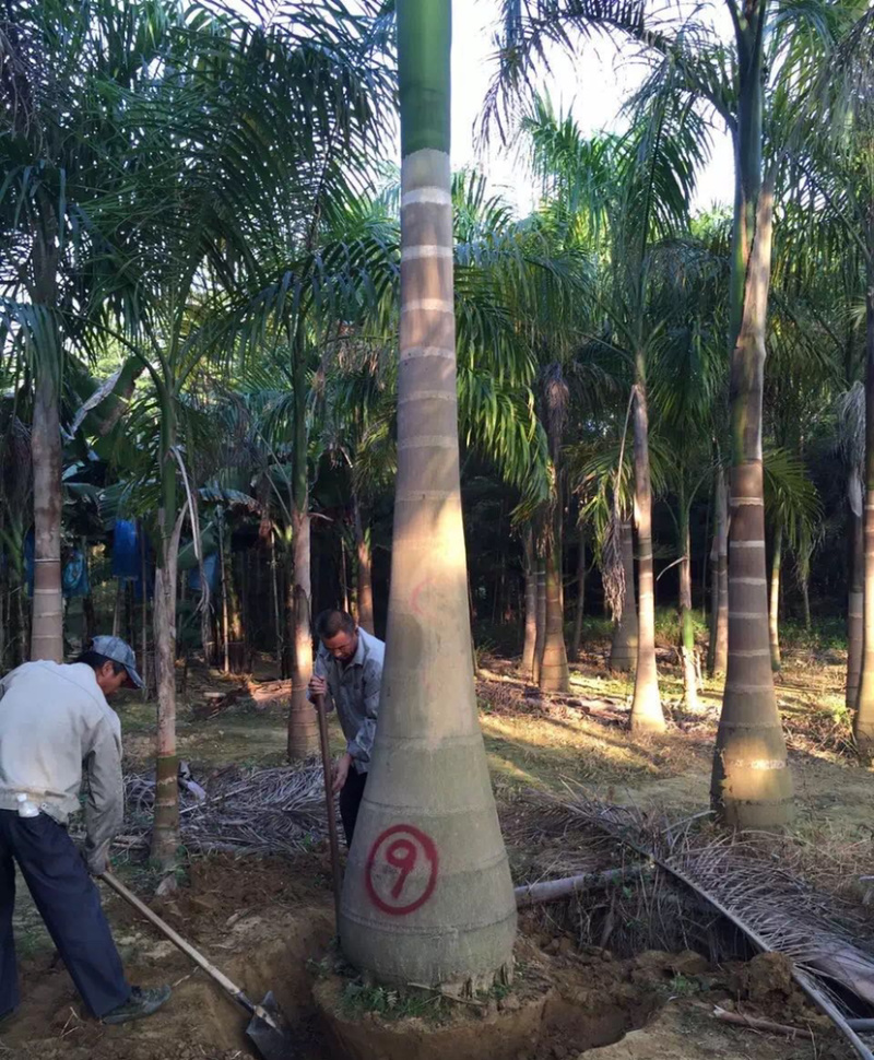 福建大王椰子树产地批发价格8米高椰子树种植基地苗农直销