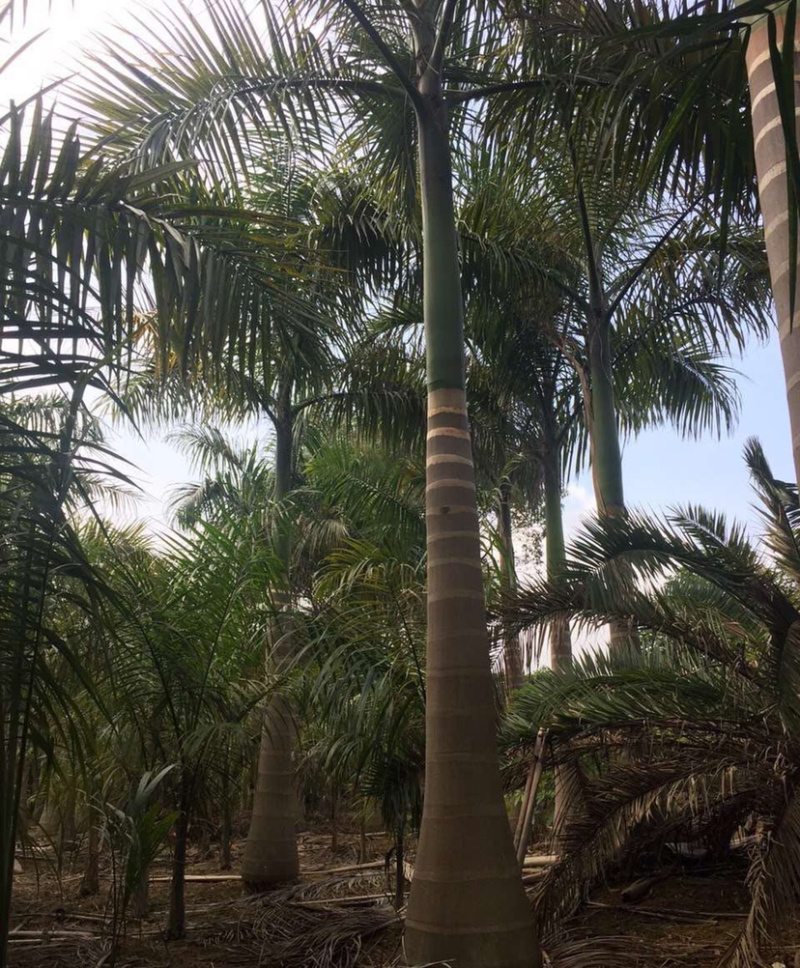 福建大王椰子树产地批发价格8米高椰子树种植基地苗农直销