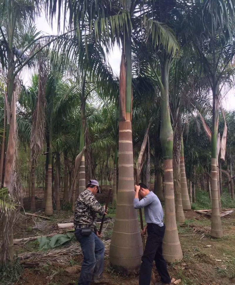 福建大王椰子树产地批发价格8米高椰子树种植基地苗农直销