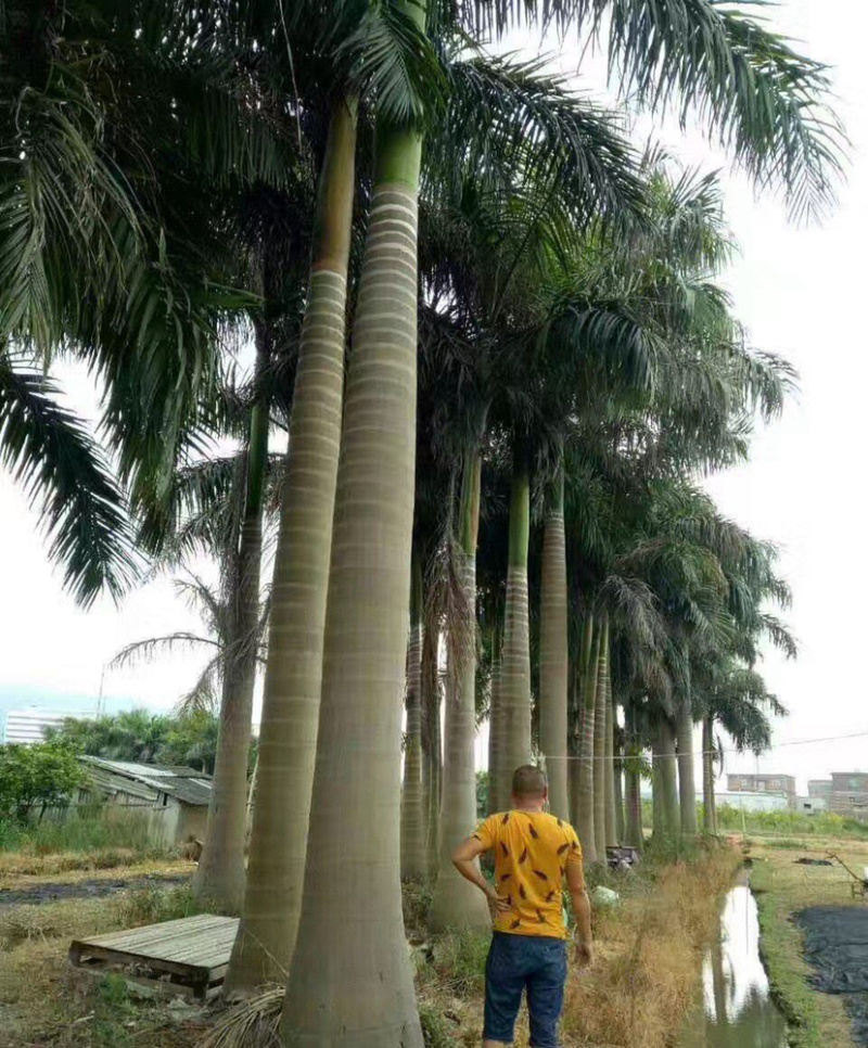 福建大王椰子树产地批发价格8米高椰子树种植基地苗农直销