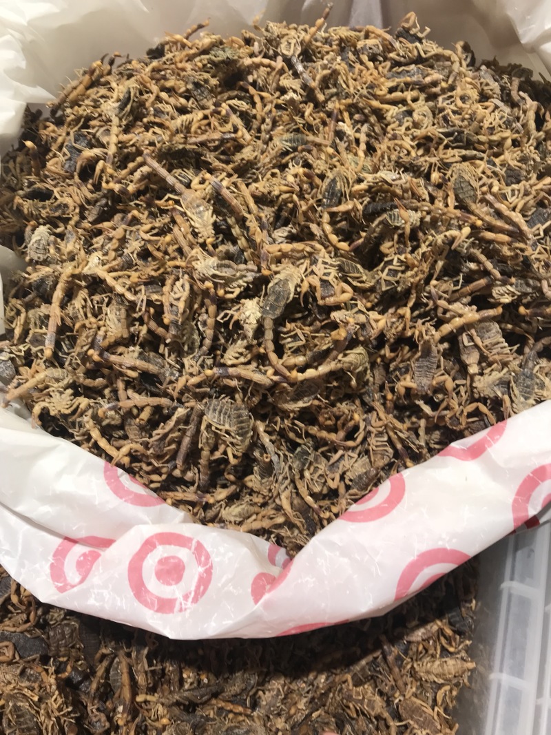 蝎子全虫，盐水清水