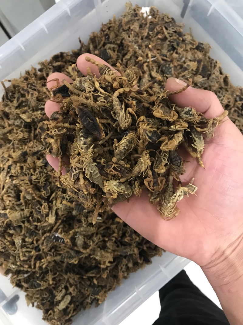 蝎子全虫，盐水清水