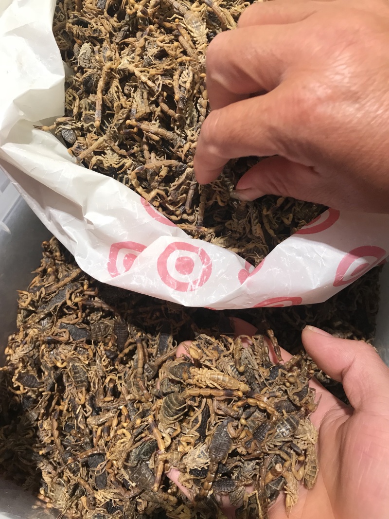 蝎子全虫，盐水清水