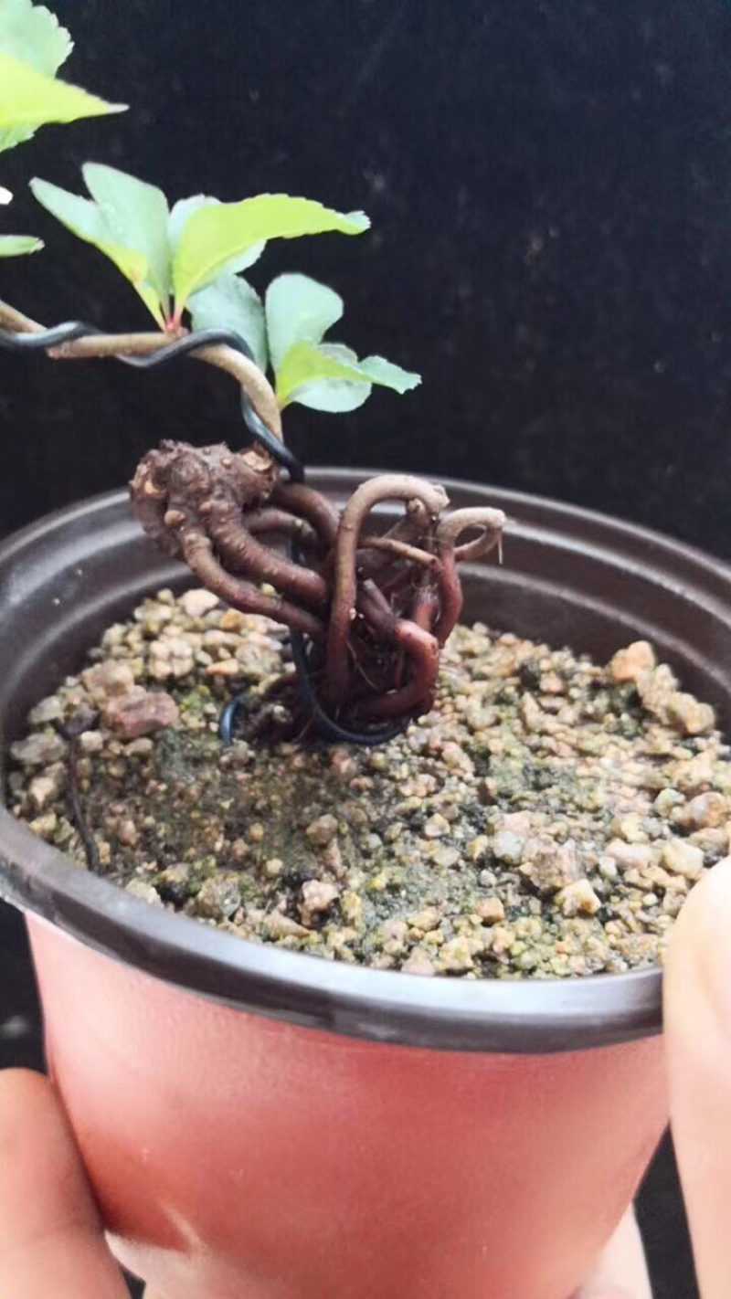 长寿冠海棠苗，扦插一年苗，花期长，不退色。包邮