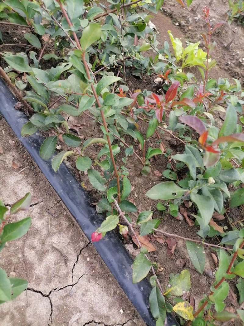 长寿冠海棠苗，扦插一年苗，花期长，不退色。包邮