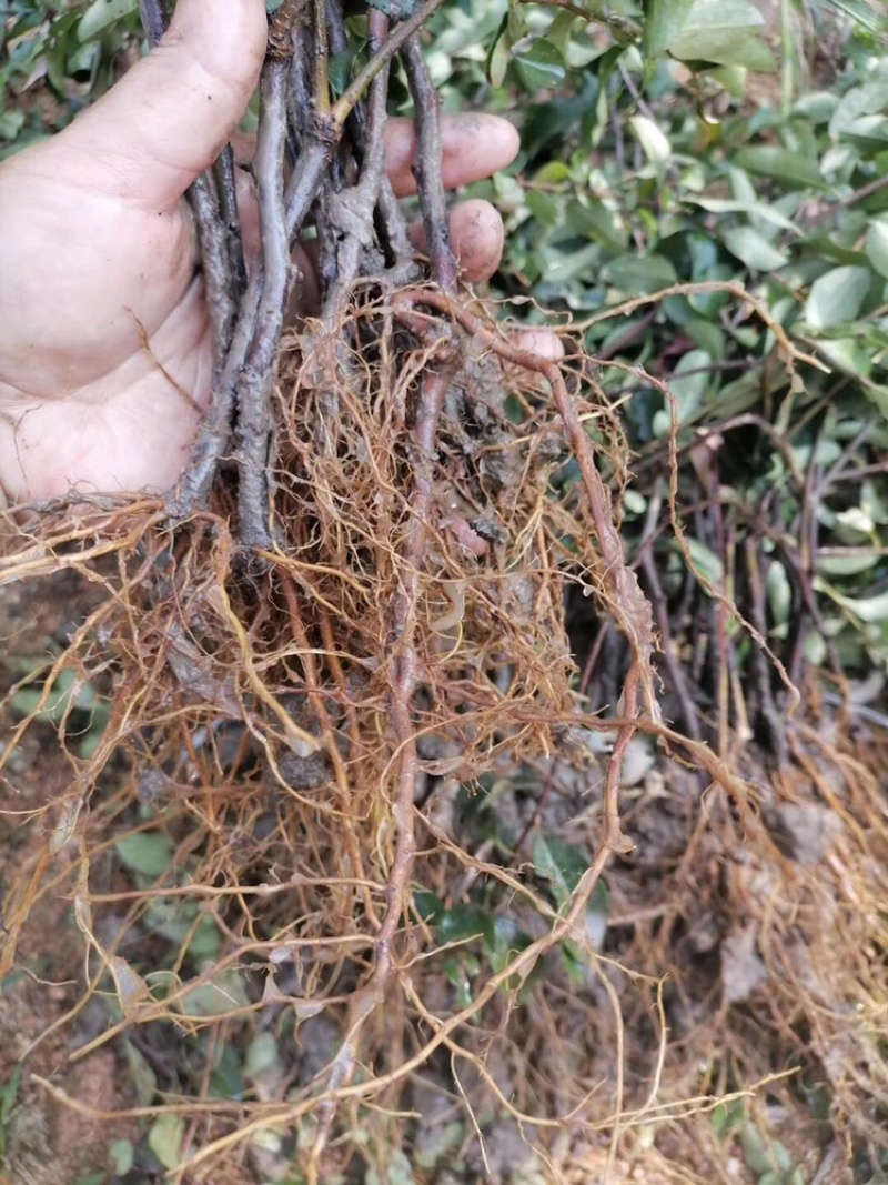 长寿冠海棠苗，扦插一年苗，花期长，不退色。包邮