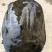 黑花鳖中华鳖生态团鱼甲鱼水鱼脚鱼活体鲜活精品视频挑选老鳖