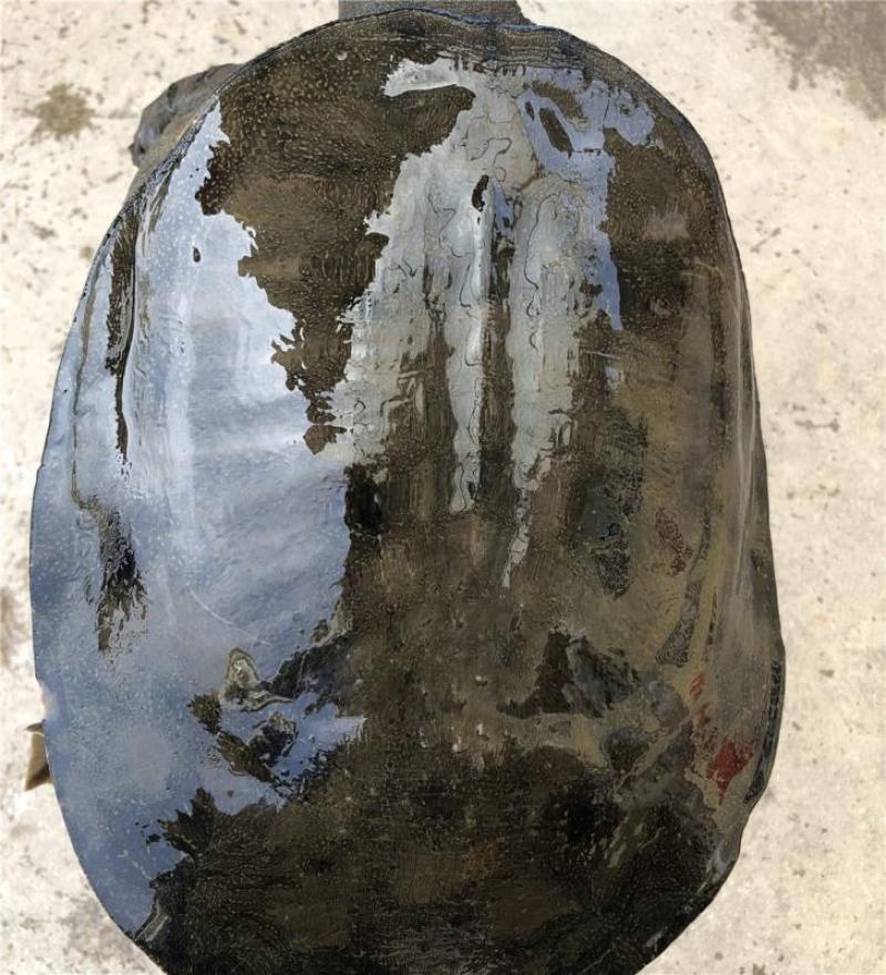 黑花鳖中华鳖生态团鱼甲鱼水鱼脚鱼活体鲜活精品视频挑选老鳖