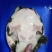 黑花鳖中华鳖生态团鱼甲鱼水鱼脚鱼活体鲜活精品视频挑选老鳖