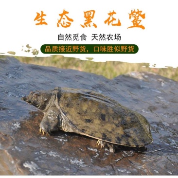 黑花鳖中华鳖生态团鱼甲鱼水鱼脚鱼活体鲜活精品视频挑选老鳖