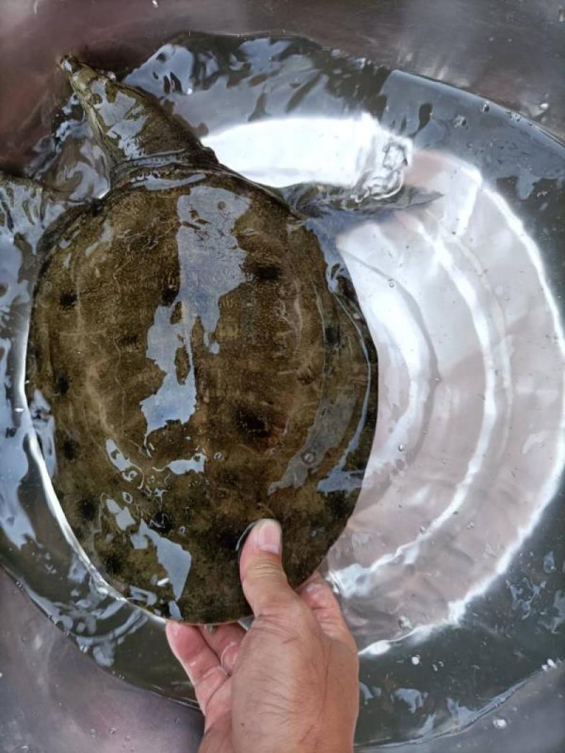 黑花鳖中华鳖生态团鱼甲鱼水鱼脚鱼活体鲜活精品视频挑选老鳖