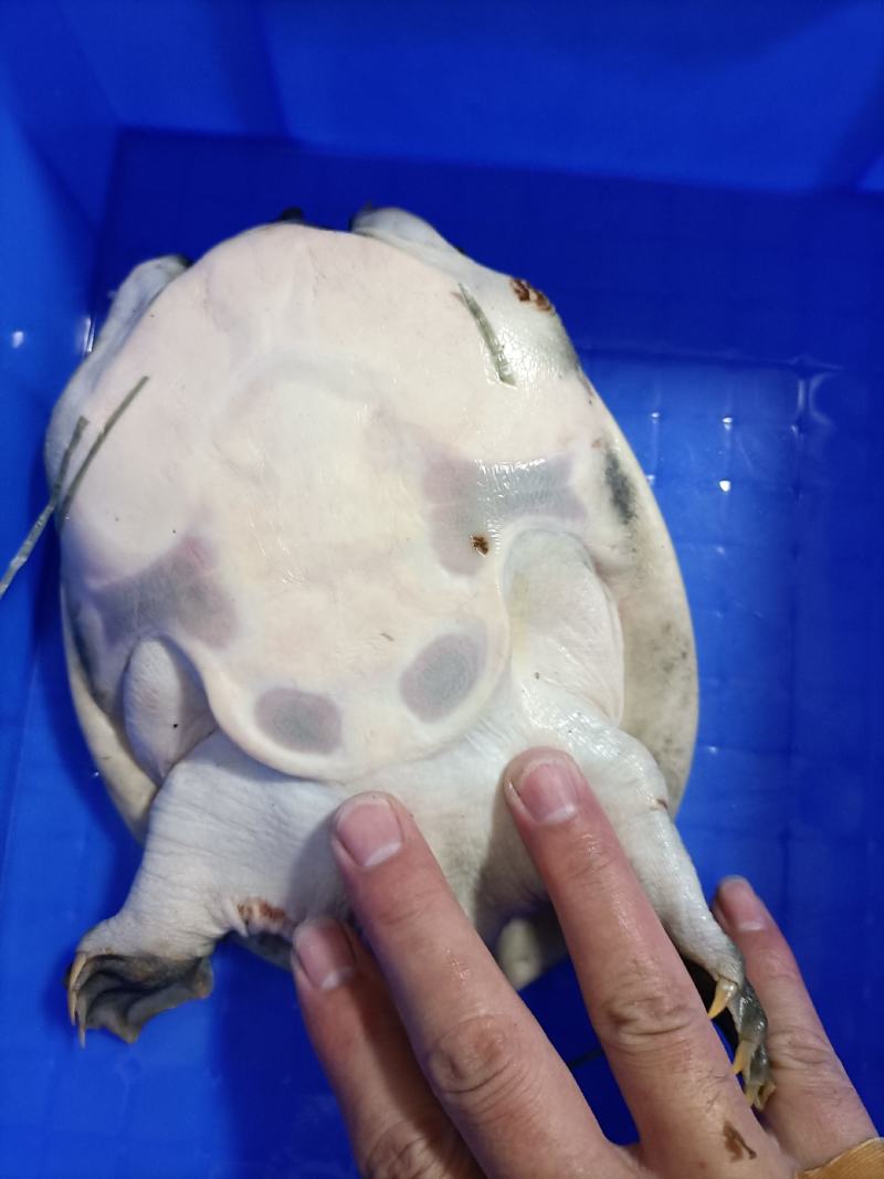 黑花鳖中华鳖生态团鱼甲鱼水鱼脚鱼活体鲜活精品视频挑选老鳖
