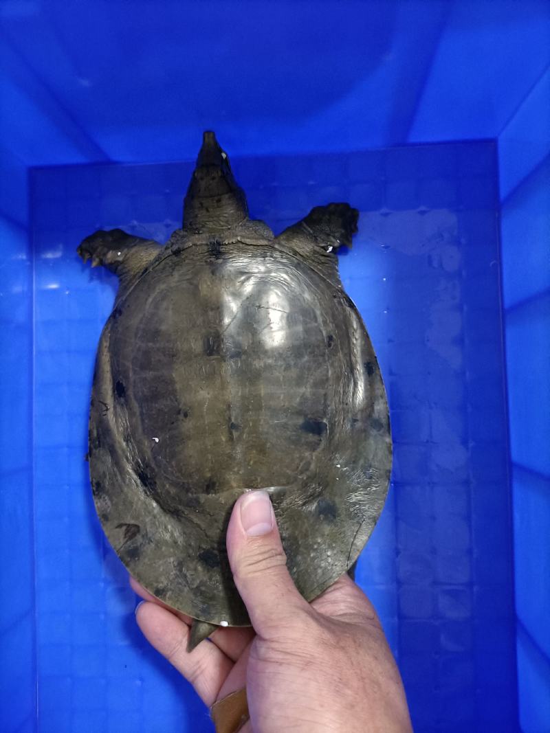 黑花鳖中华鳖生态团鱼甲鱼水鱼脚鱼活体鲜活精品视频挑选老鳖