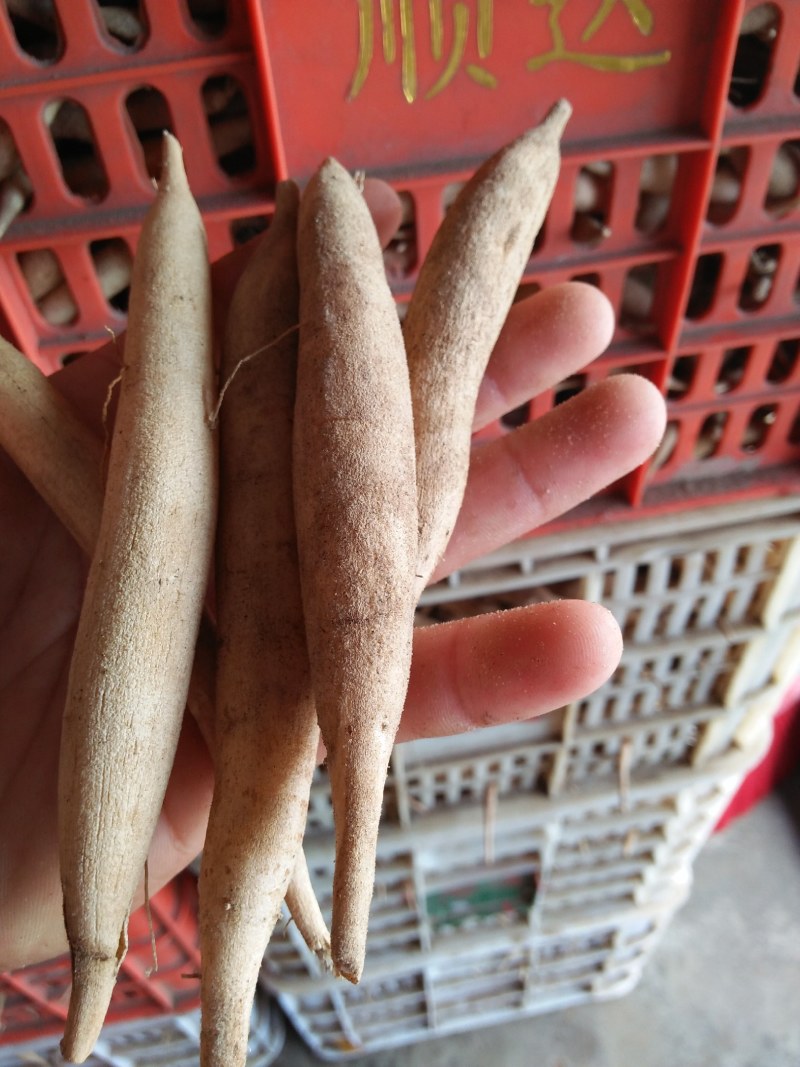 天冬种子，成熟饱满，包回收与种植技术指导欢迎实地考察