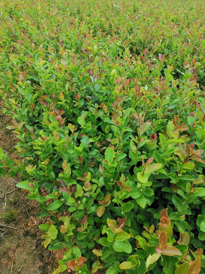 闽优油茶苗高产油茶裸根苗，（油茶袋苗）。