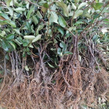长寿冠海棠苗，扦插一年苗，花期长，不退色。包邮