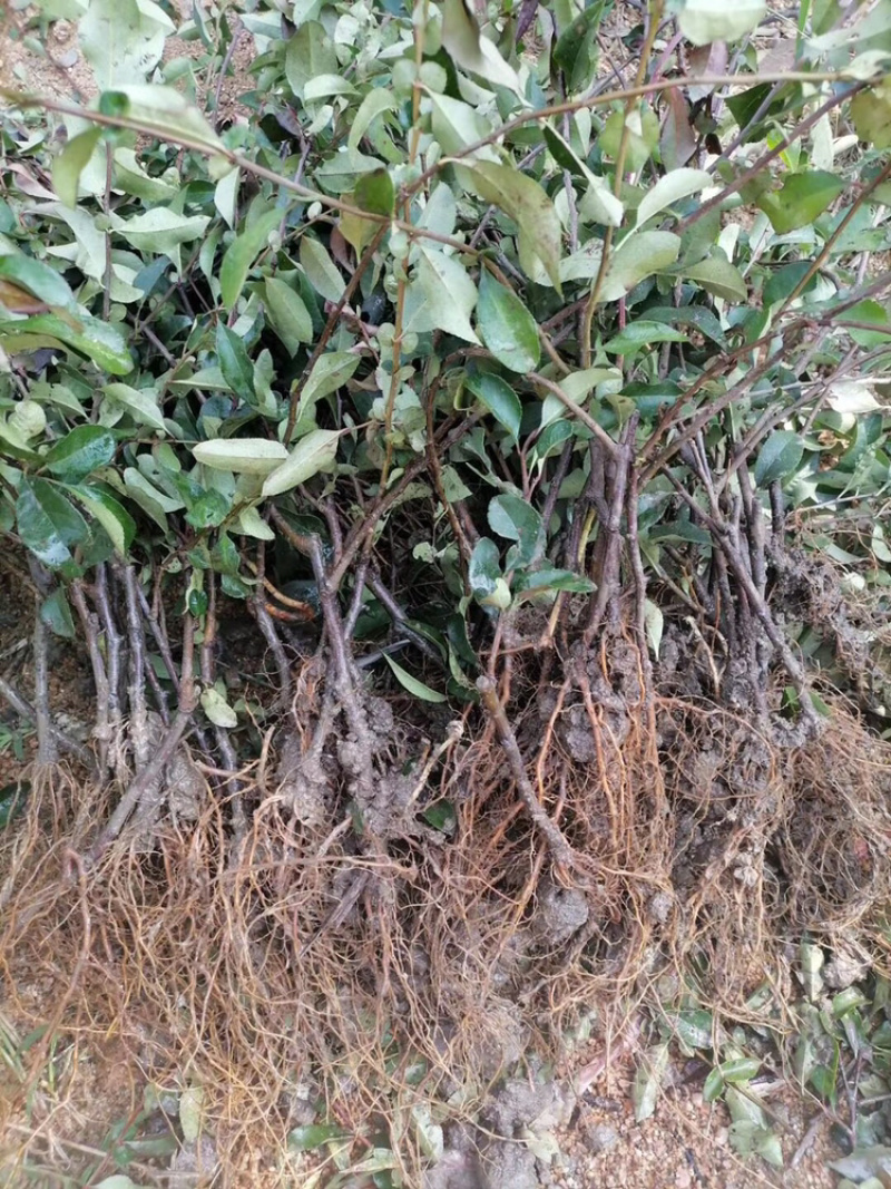 长寿冠海棠苗，扦插一年苗，花期长，不退色。包邮