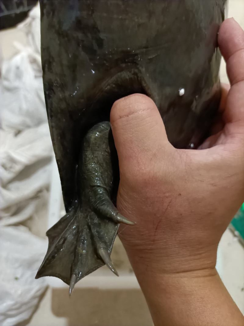 小乌鳖苗中华鳖苗小甲鱼苗童子鳖黑甲鱼5-10克外塘养殖苗