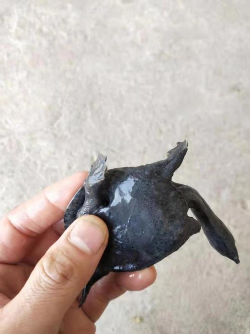 小乌鳖苗中华鳖苗小甲鱼苗童子鳖黑甲鱼5-10克外塘养殖苗