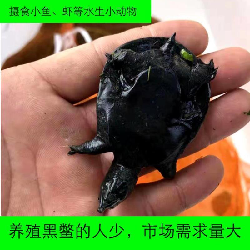 小乌鳖苗中华鳖苗小甲鱼苗童子鳖黑甲鱼5-10克外塘养殖苗