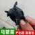 小乌鳖苗中华鳖苗小甲鱼苗童子鳖黑甲鱼5-10克外塘养殖苗