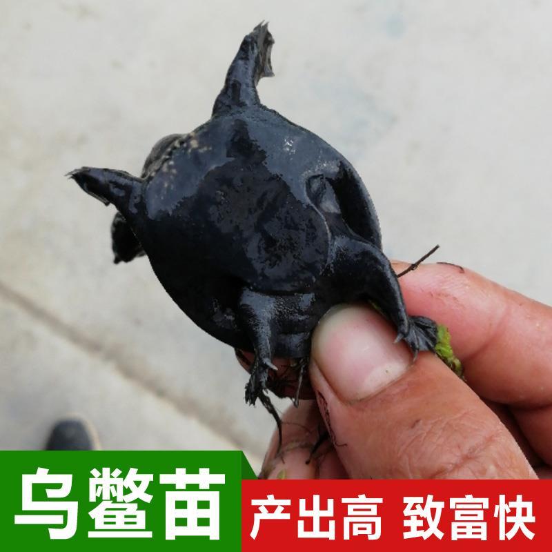 小乌鳖苗中华鳖苗小甲鱼苗童子鳖黑甲鱼5-10克外塘养殖苗
