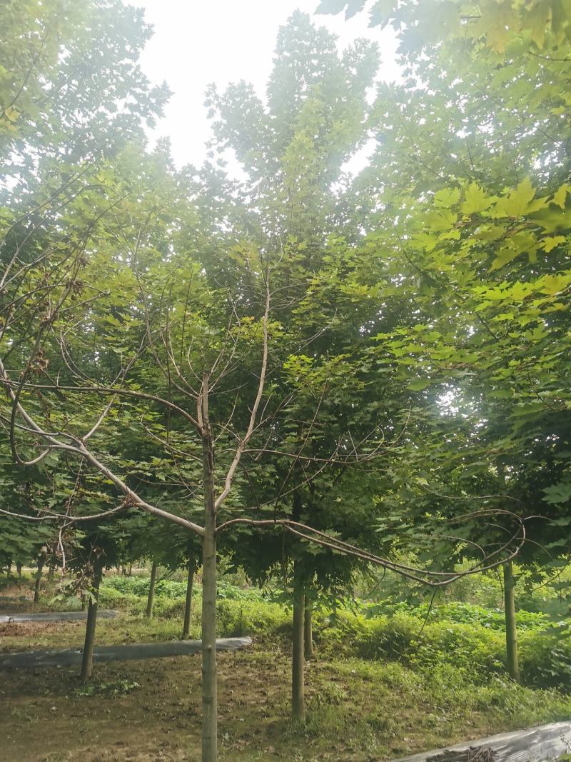 美国红枫12公分，15公分，18公分20公分