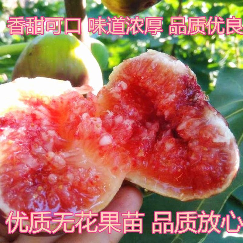 无花果树苗特大波姬红青皮砂糖盆栽地栽南北方种植当年结果