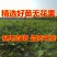 无花果树苗特大波姬红青皮砂糖盆栽地栽南北方种植当年结果