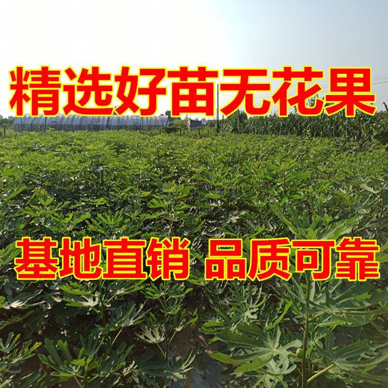 无花果树苗特大波姬红青皮砂糖盆栽地栽南北方种植当年结果