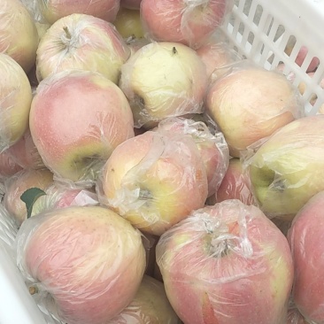 山东精品红富士苹果、产地直发价格美丽欢迎来电