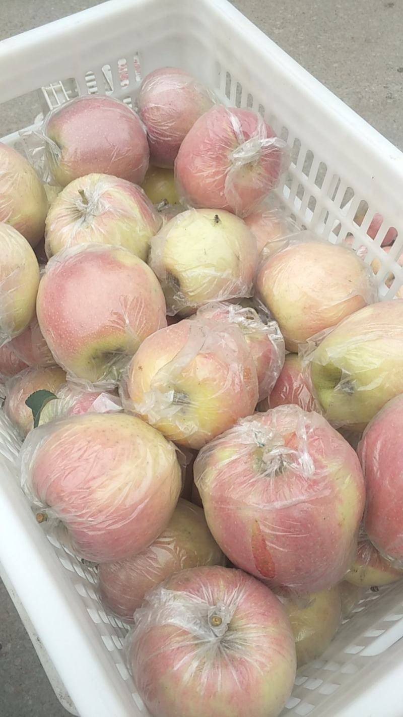 山东精品红富士苹果、产地直发价格美丽欢迎来电