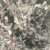 苏叶，统货，产地一手货源