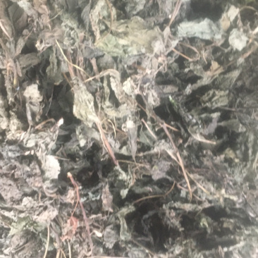 苏叶，统货，产地一手货源
