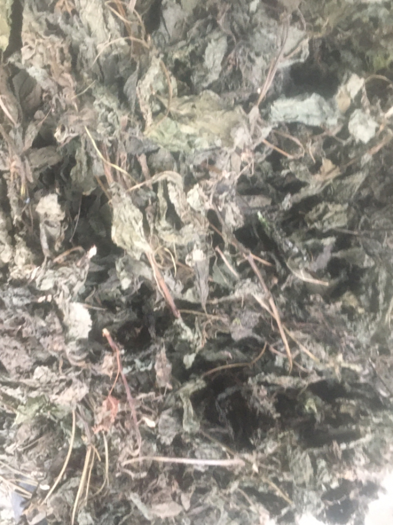 苏叶，统货，产地一手货源