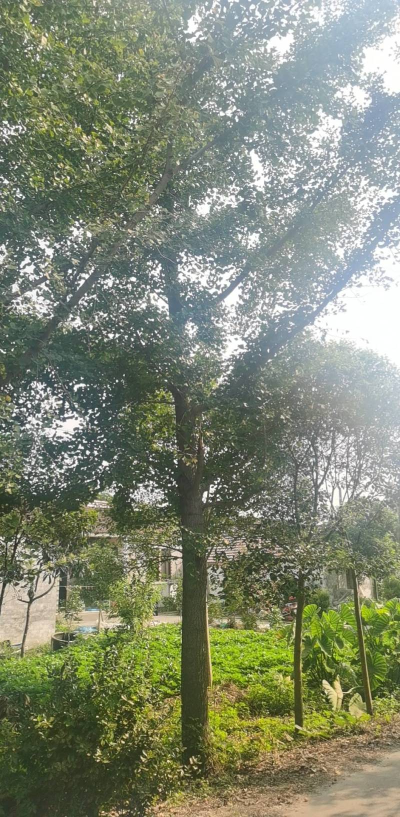胸径15公分银杏江苏东台热门畅销树种，自己苗圃货