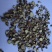 甘草小片货物流发货批发零售品种齐全