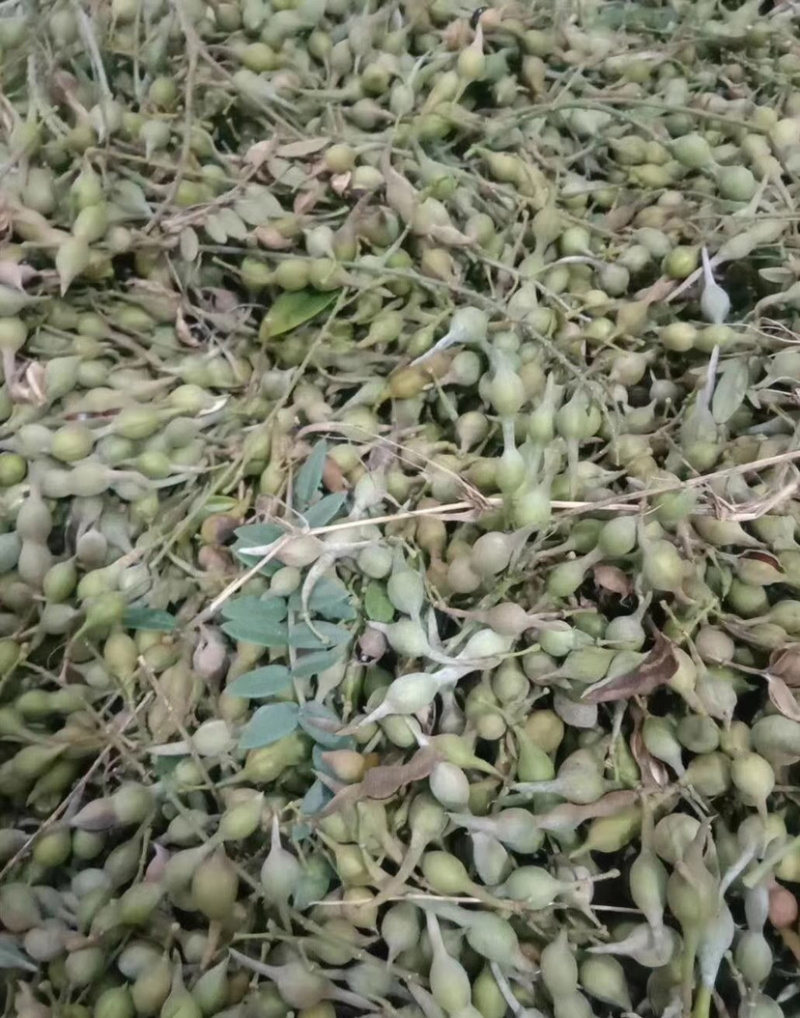 大量出售山豆根种子颗颗饱满