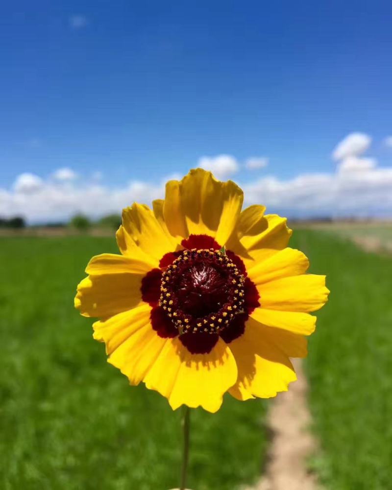 2023年新货正宗新疆昆仑雪菊高海拔昆仑雪菊，